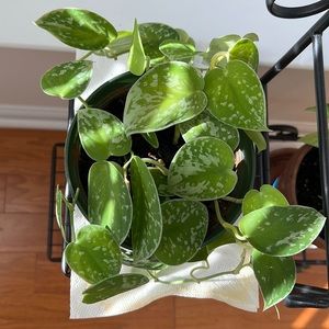 Satin pothos (scindapus pictus argygaeus) est 6” pt ships bare root, no pot/soil